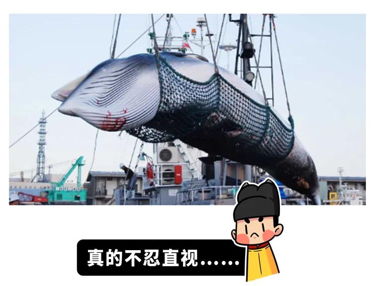 为什么要捕杀鲸鱼?日本人:不是为了吃,这是传统文化