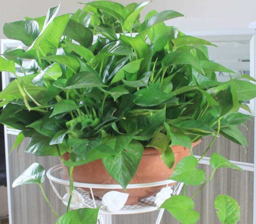 绿萝怎么养不怕黄叶,绿萝该怎么养不会有黄叶子