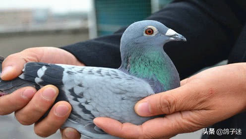 鸽副伤寒病的诊断与治疗方法,信鸽用人药治疗鸽病大全