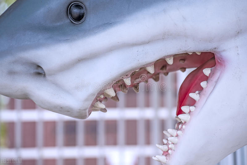 如果你在游泳的时候遇到巨齿鲨,如果你在游泳时遇到鲨鱼袭击你