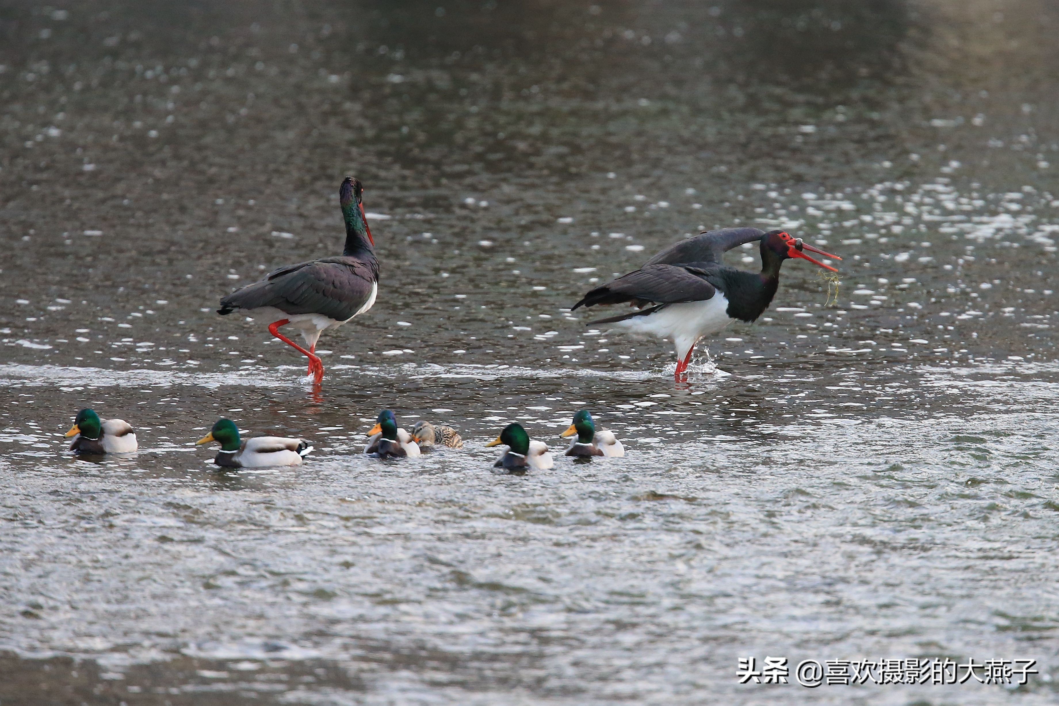 珍稀鸟类黑鹳来到河北井陉县越冬,房山十渡有什么野生动物