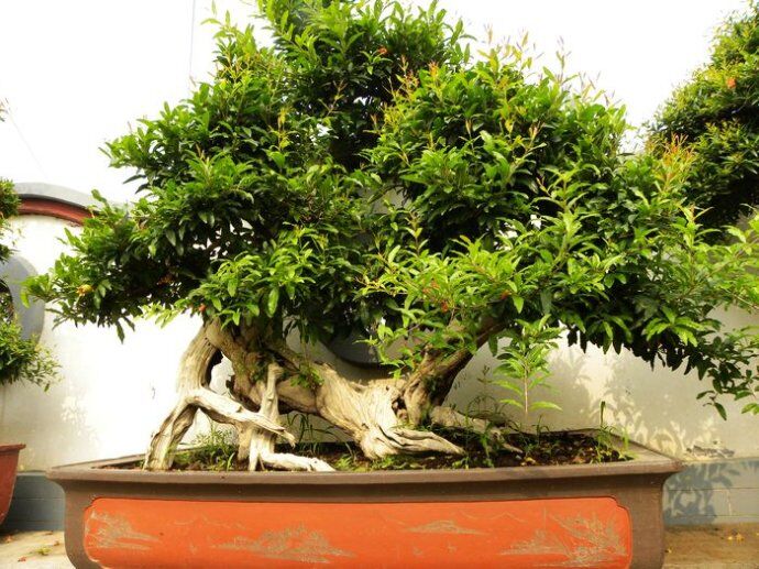 石榴盆景冬天修剪完后怎么养护,石榴盆景秋冬修剪不影响开花