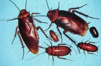 厨房有蟑螂有什么简单方法,家里厨房有蟑螂怎么办