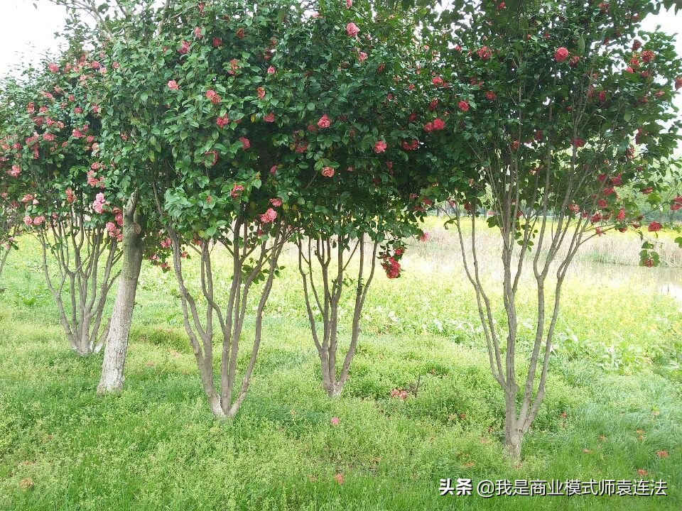 合气道有招式吗,合气道发力