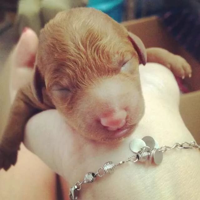 养狗记合集,养狗记28完整版