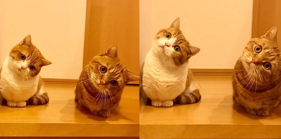 短腿兄妹,全网最火短腿猫