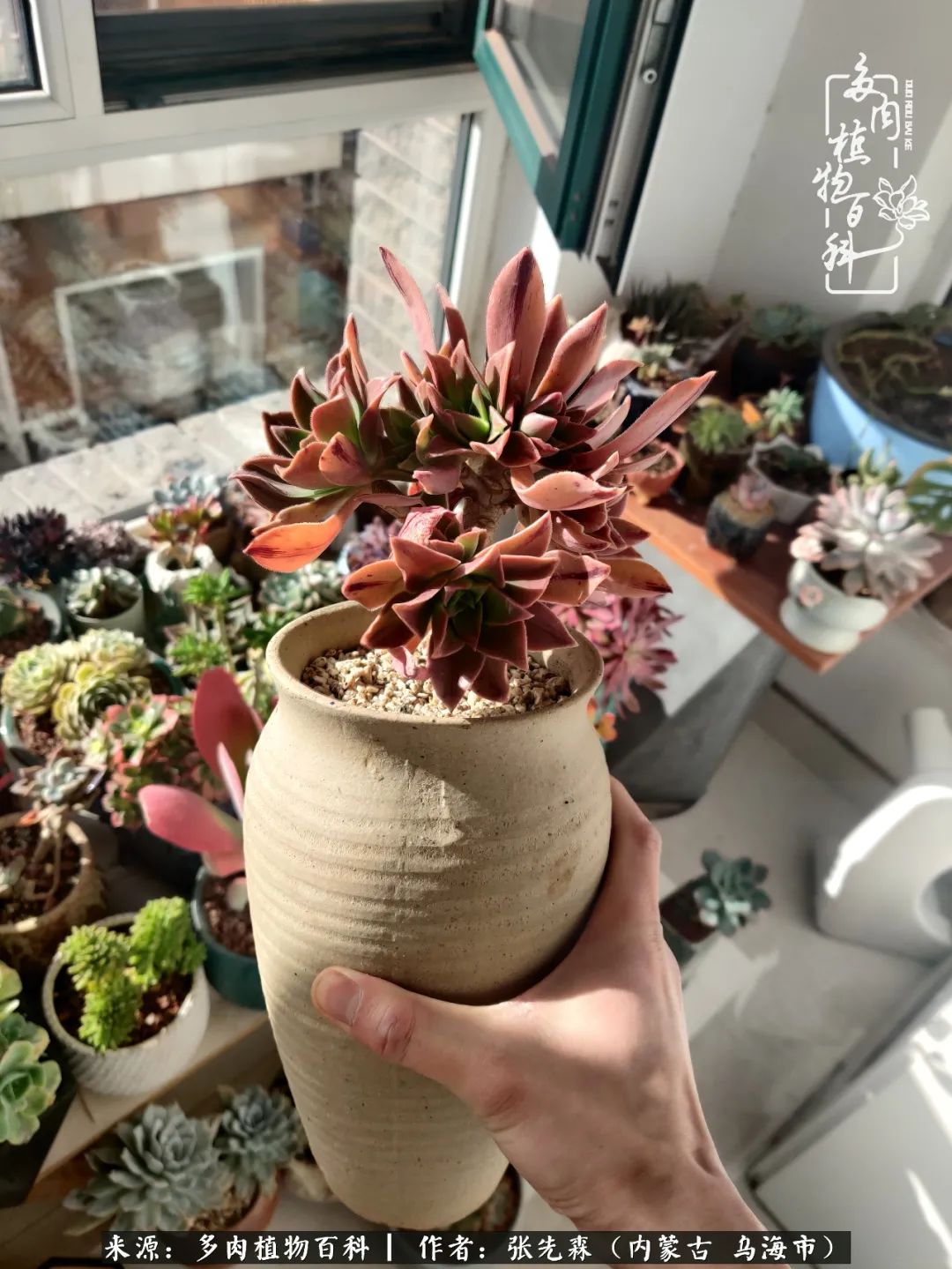 吸取教训，不断探索，英语老师的多肉碎碎念