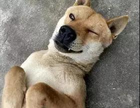 土狗对土主人忠诚吗,土狗vs洋狗