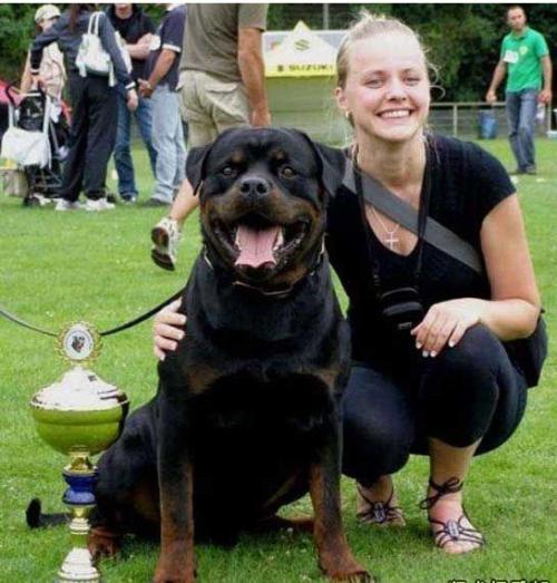 养罗威纳的十大危害你还敢养吗,哪种罗威纳最好养