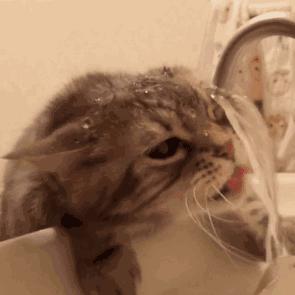 猫咪喝水碗里有红色蠕动虫子,猫咪喝水碗里有小黑虫