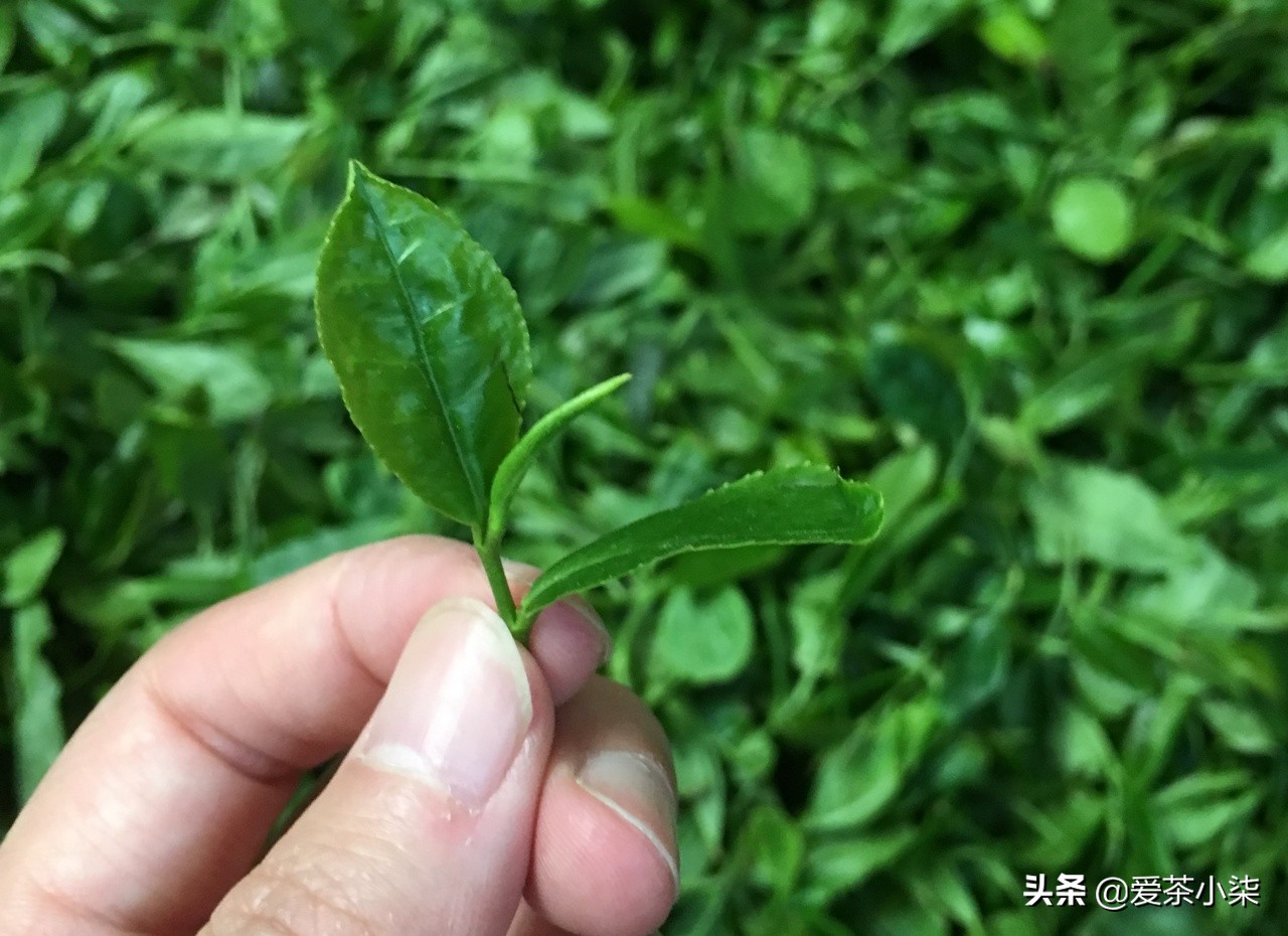 崂山茶如何喝才是正确的,崂山茶的口感鲜爽