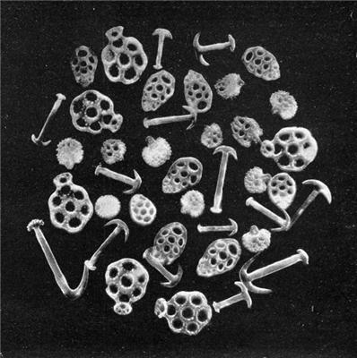 海参快灭绝了吗,有哪些动物是人类导致快要灭绝的