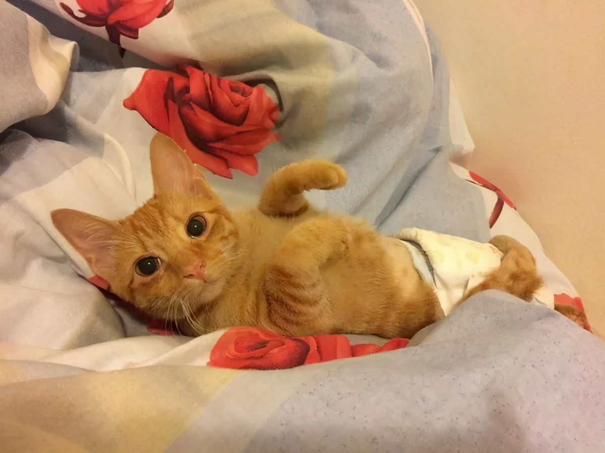 瘫痪猫怎么养,瘫痪的猫怎么喂水