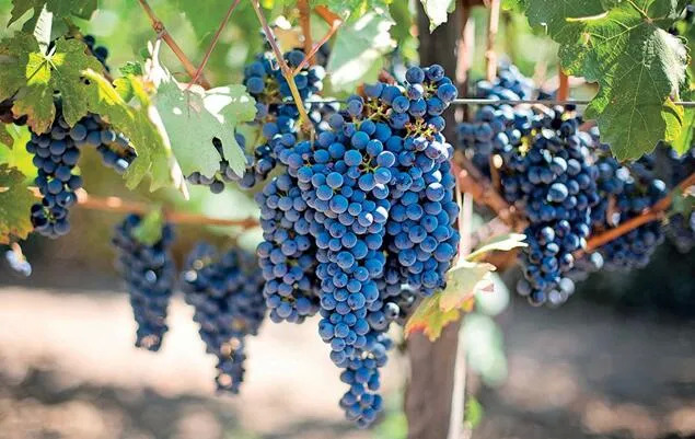 贺兰山葡萄酒现状,贺兰山东麓世界最佳酿酒葡萄基地