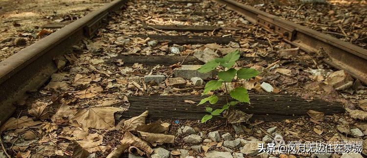 济南一颗梧桐树,济南的法国梧桐