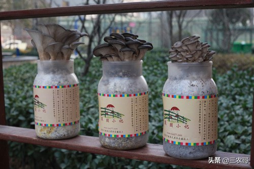 农村现在挣钱的门路有哪些,农村赚钱三个门路