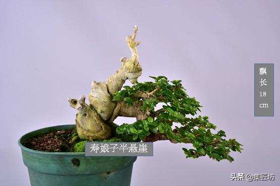 盆景腋枝造型图片,鹿角枝盆景造型图片