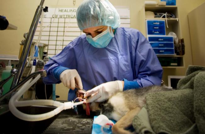 狗狗做绝育全过程,给狗狗做绝育还会乱尿吗