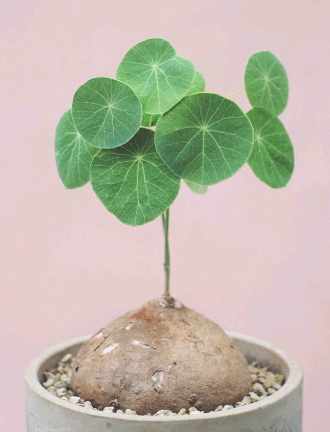 绿萝都养不活还能养什么花,好养活的懒人花绿萝