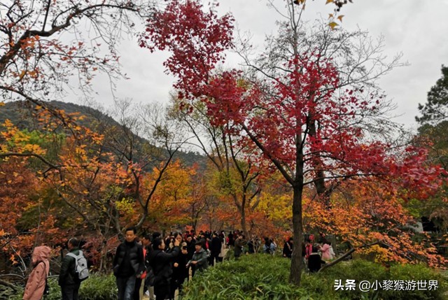 苏州11月份旅游攻略必去景点,七月苏州旅游必去十大景点有哪些
