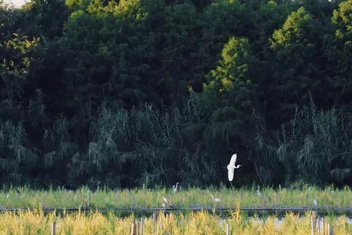 崇明岛西沙湿地公园视频,崇明西沙湿地公园芦苇荡