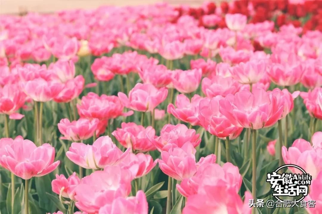 2020年,在这50个地方遇见不一样的合肥