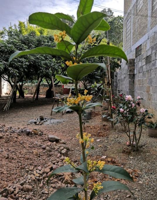 日香桂一年四季的养护教程,四季桂和日香桂哪个开花更勤