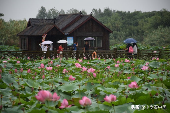 江苏常熟沙家浜现状,江苏常熟沙家浜景区演出