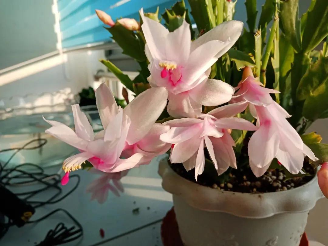蟹爪兰20棵,有20株蟹爪兰适合多大的盆
