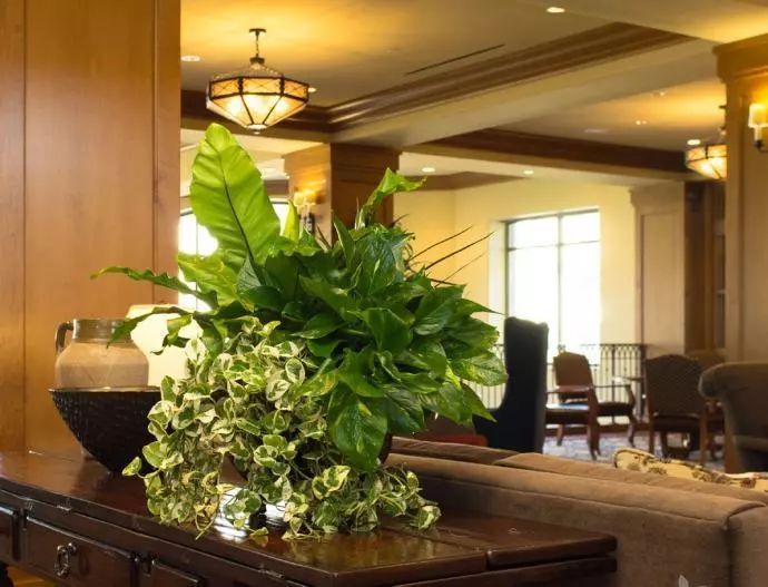 绿萝叶子发黄用维生素b12可以吗,绿萝浇啤酒后叶子突然发黄怎么办