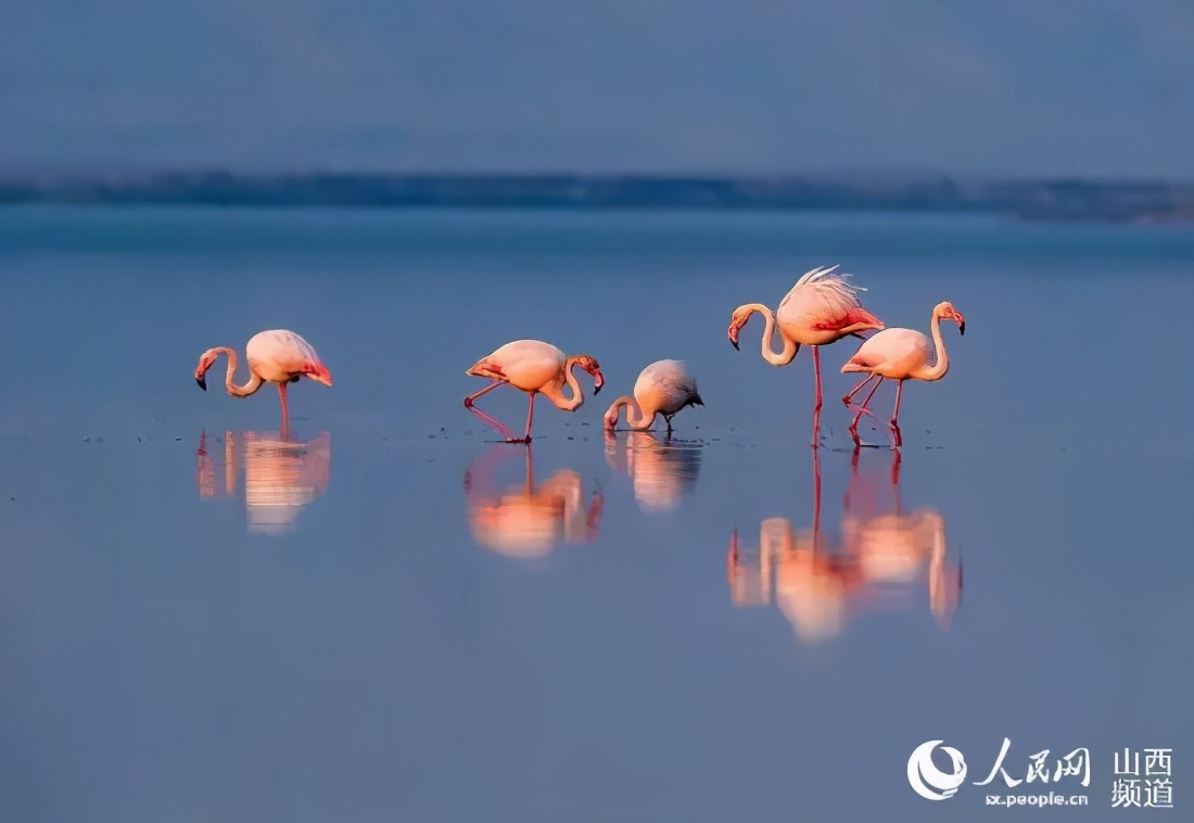 你们听说过死海吗,你听说过海洋中的强大生物吗