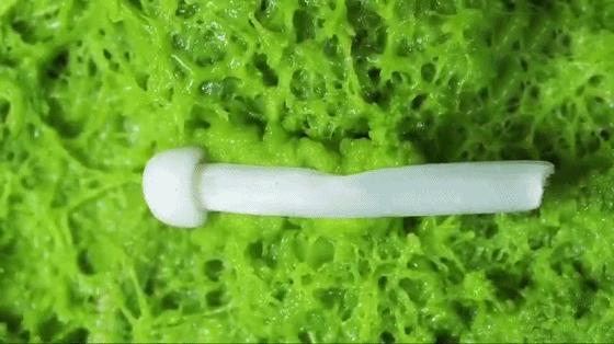 她让20万人爱上一种菌：像西米露，又似咸蛋黄，网友直呼太神奇