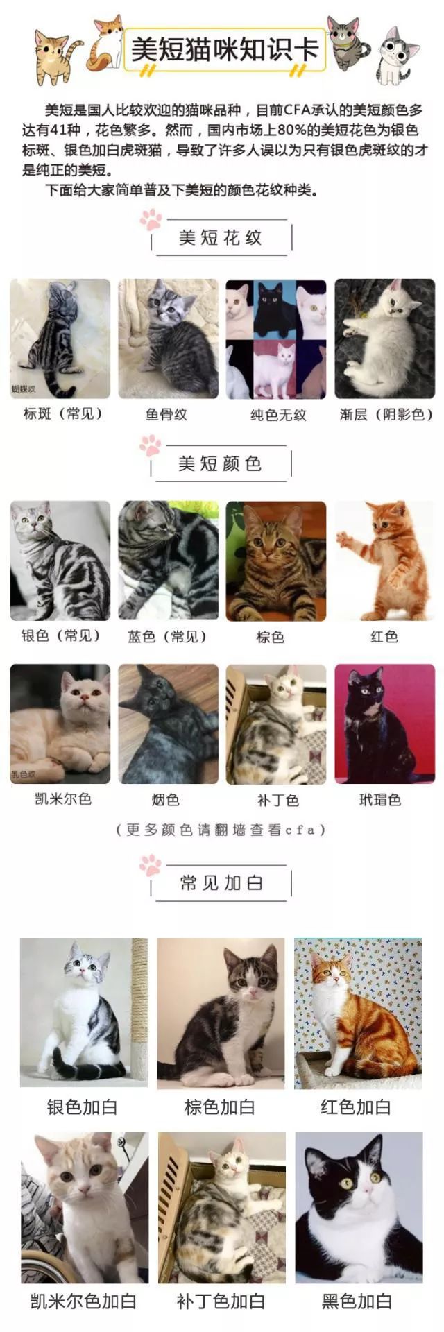 好养的猫品种排行榜,美短是品种猫吗
