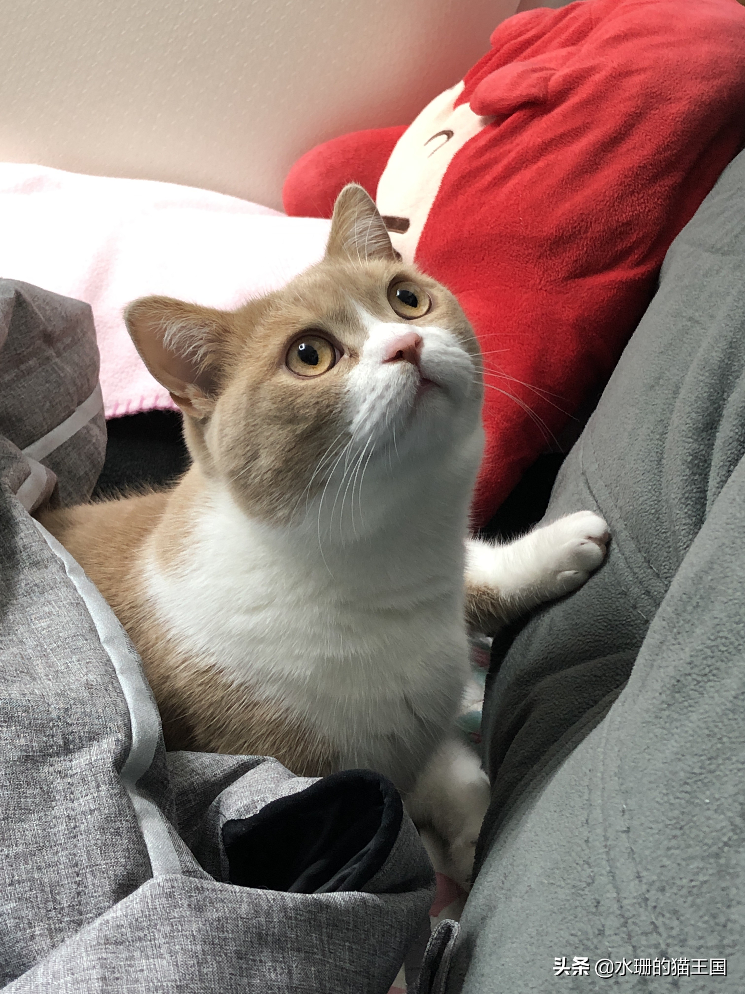 猫咪误食中毒了怎么办,猫咪食物中毒后如何急救