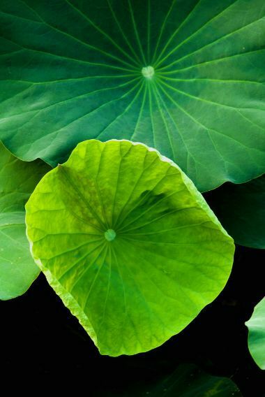 荷叶田田垂柳依依,荷叶田田杨柳依依