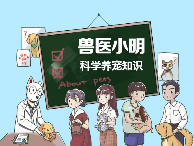 猫咪身上有黑色小虫子不是跳蚤,怎么判断猫咪身上有没有跳蚤