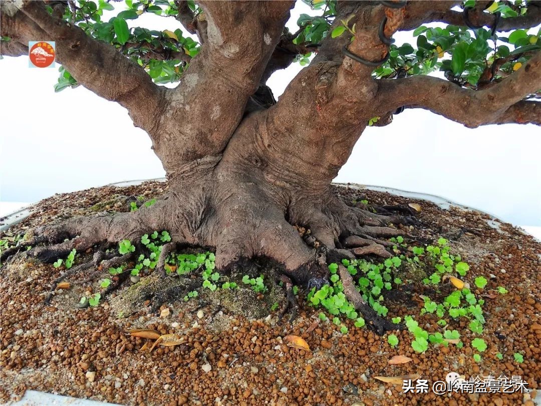文人杂木盆景精品欣赏,可以做盆景的杂木图片大全
