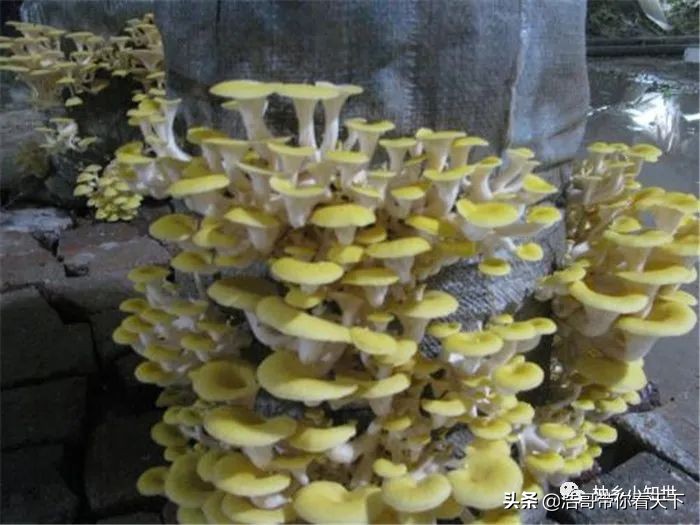 新鲜黄金菇多少钱一斤,黄金菇产量最多的菌包