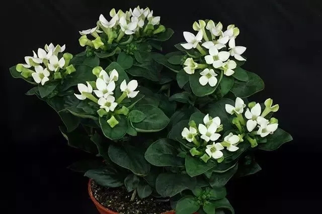 花语大全：各种鲜花的花语，不同颜色寓意也不一样啊