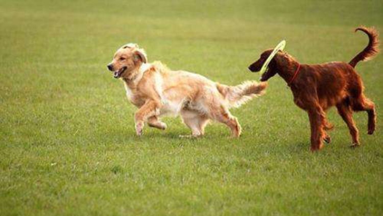 打狗针对身体以后有什么影响,打狗会有报应吗
