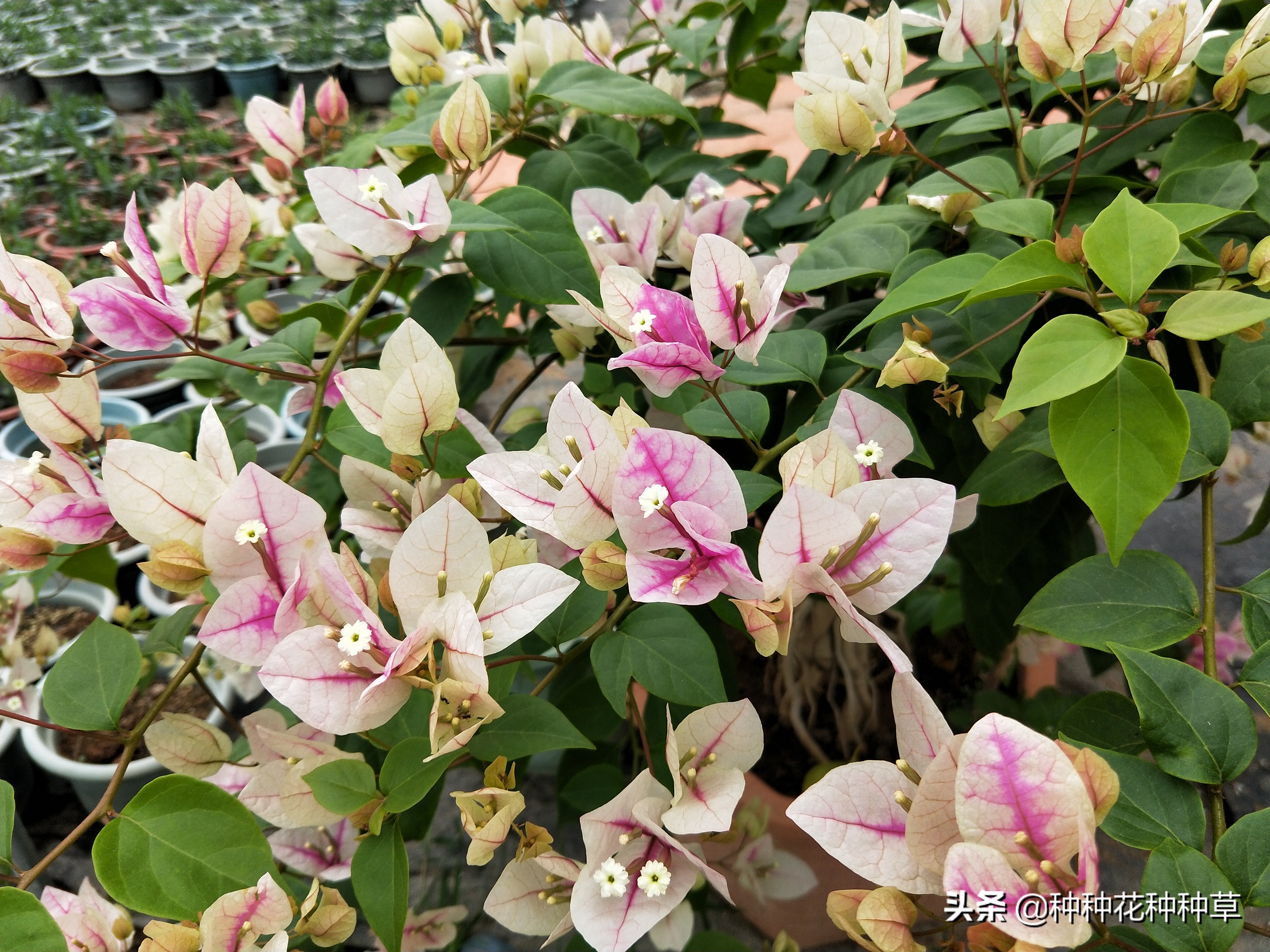 三角梅的花期是几月份至几月份,中国红三角梅花期长久吗