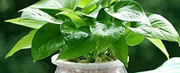 水培绿萝叶片发黄怎么补救,水培绿萝叶片发黄怎么办