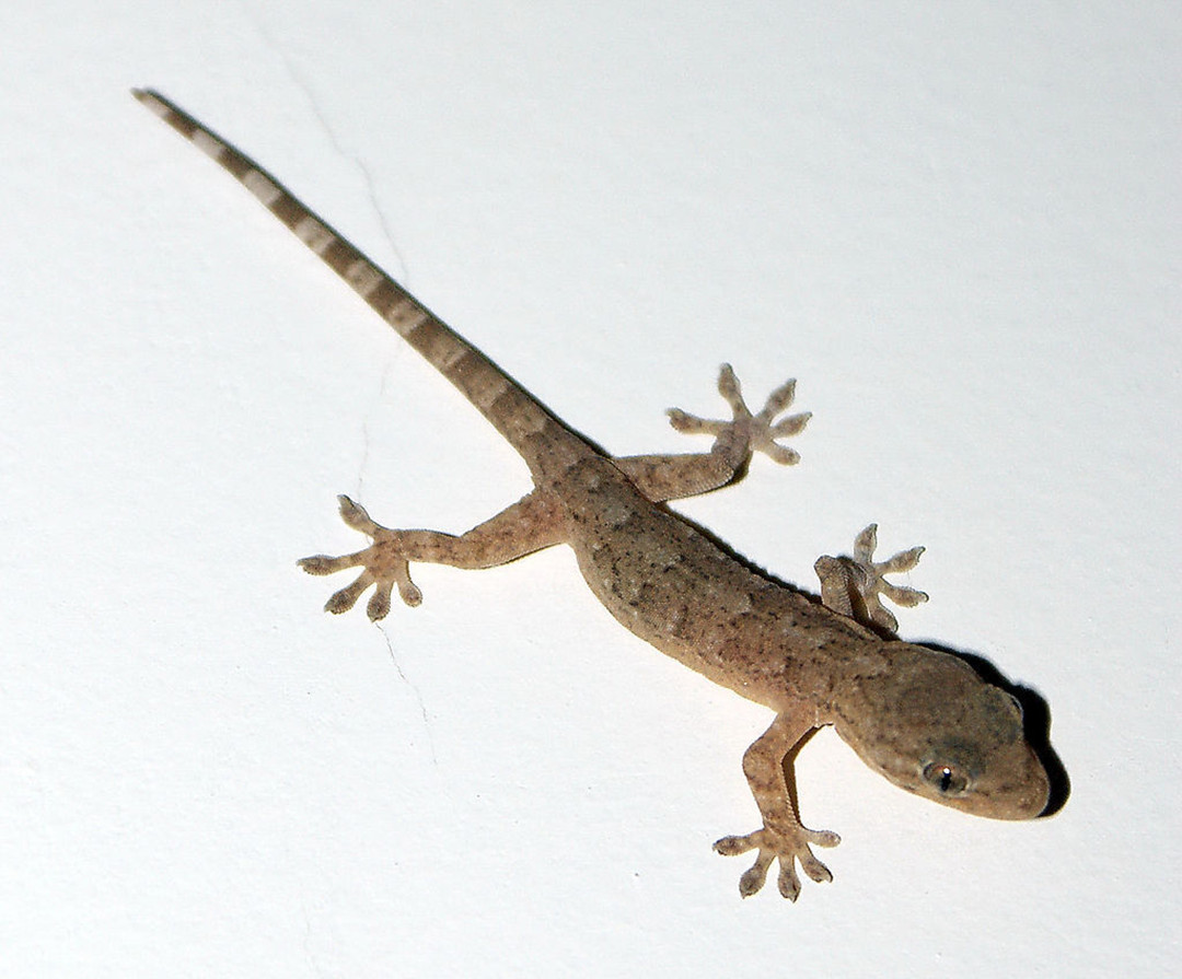 人畜无害的壁虎为什么无毒,壁虎为什么被称为五毒