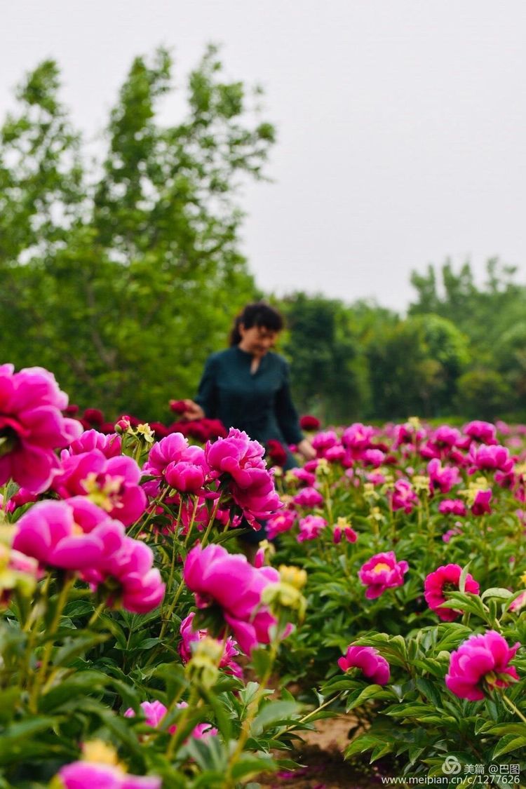 洛阳晚报作品,洛阳晚报2020年