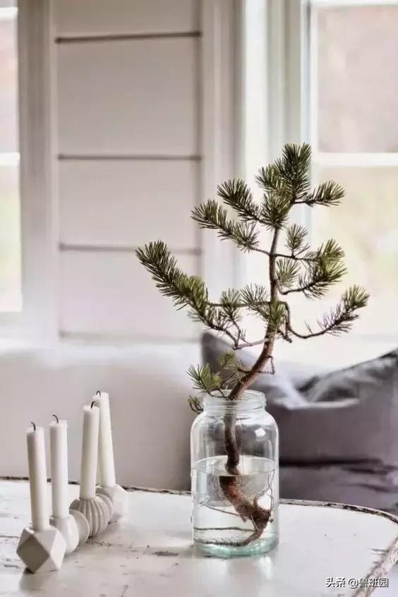 松木简介,松木原木介绍