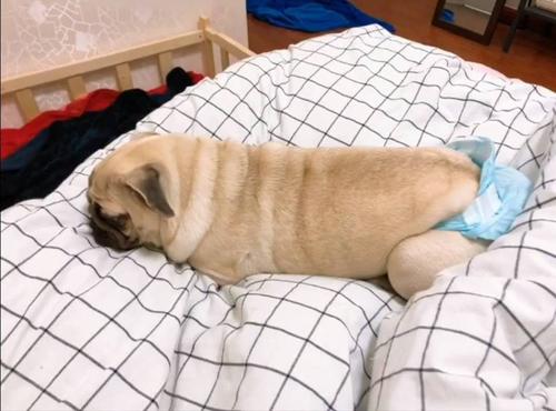 当狗狗来大姨妈，铲屎官用4个举动俘获TA的芳心，多喝热水不算