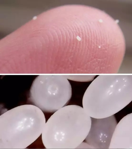 改变历史的小人物感悟,改变历史的昆虫