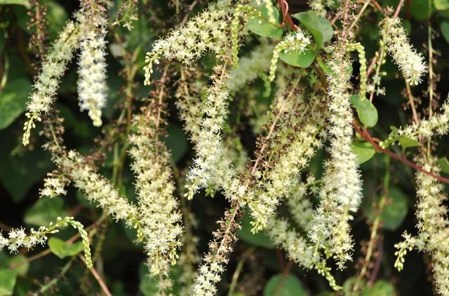 入侵我国野草,农村野草其实是中草药