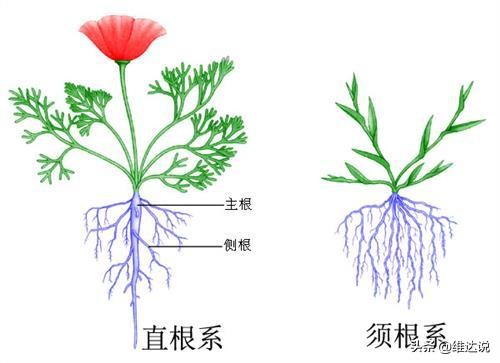 长得高大像“树”的香蕉树却是“草”,天生有籽却靠无籽誉满全球