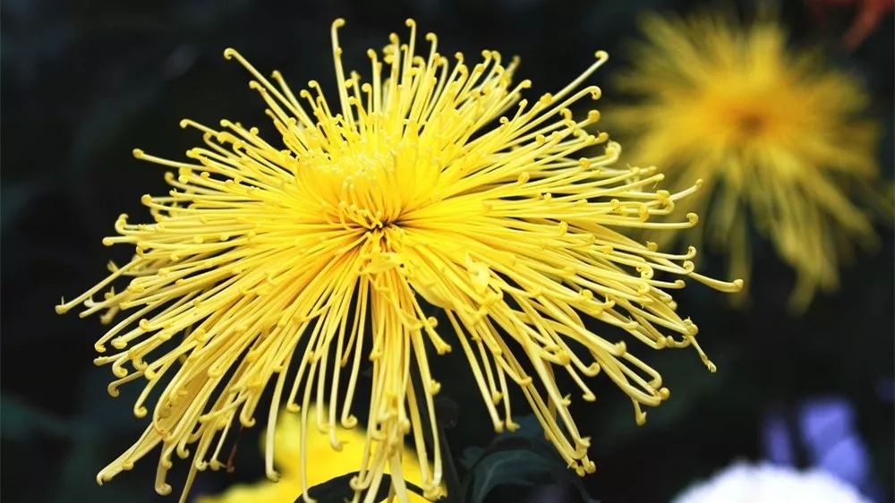 深秋时节的菊花展诗情画意,秋日赏菊30幅菊花图